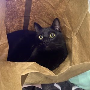 Meet your Posher, Arielle!